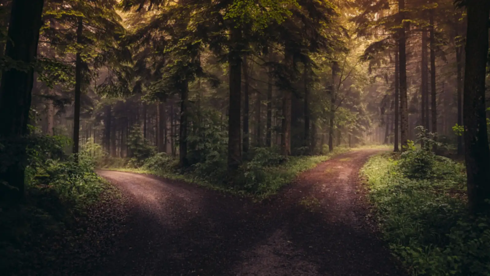 Ein Waldweg teilt sich in zwei Wege, warmes Licht zwischen den Bäumen